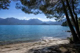 Panoramic lakeside vista under pine trees, Lake Annecy with distant Aravis mountains, sunlit stones leading to quiet shingle beach, a few swimmers visible in water, natural, serene atmosphere.