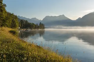 Calm sunrise over Lake Annecy with soft mist, wild alpine vegetation in the foreground, and distant Aravis mountains under golden morning light.